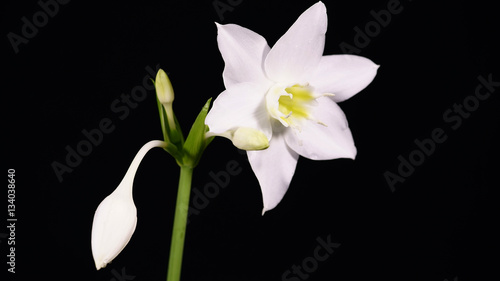 indoor plants: eucharis - Amazon lily, flower and tight buds on a black background