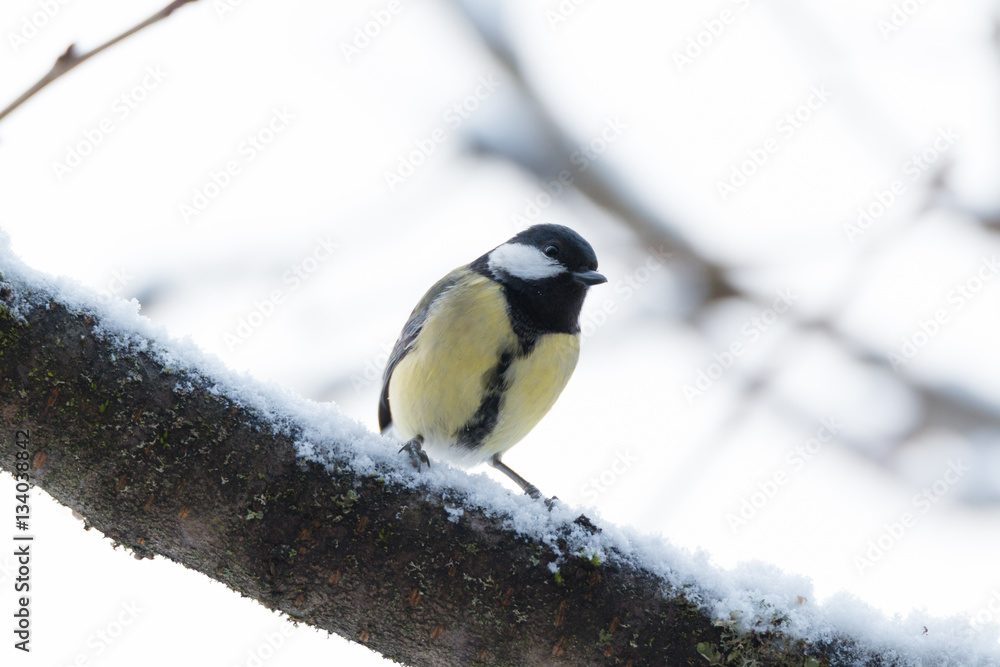 Obraz premium great tit