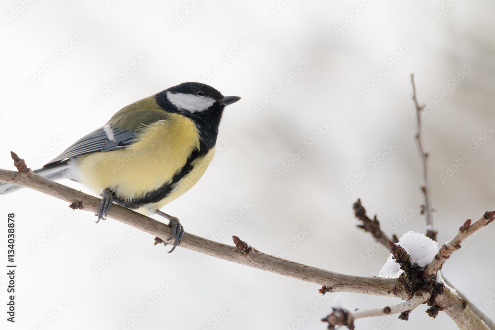 great tit