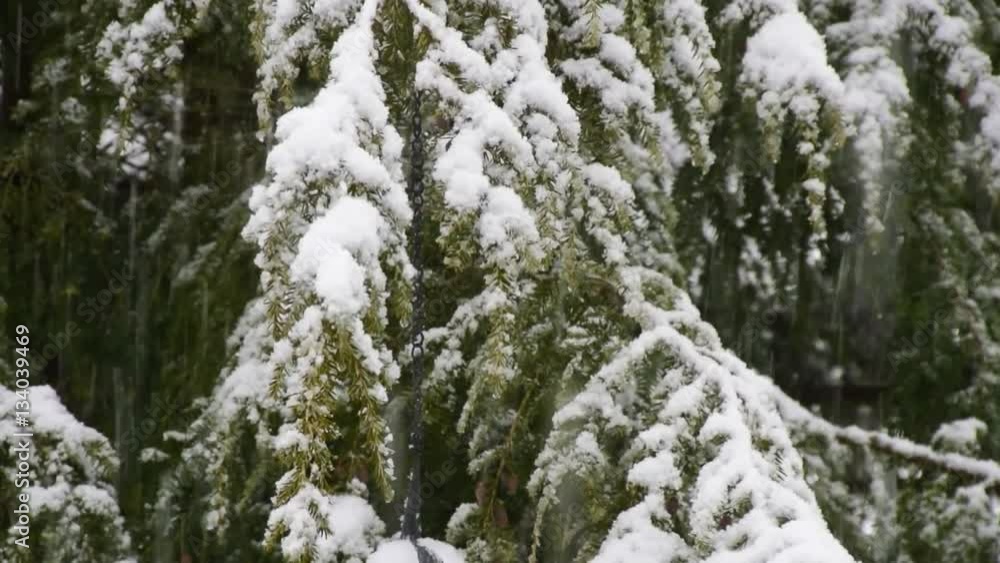 Starker Schneefall und der Neuschnee drückt auf die Äste der Hemlocktanne Starker Schneefall und der Neuschnee drückt auf die Äste der Hemlocktanne