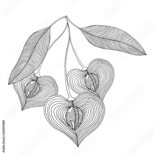 Cherry label illustration 