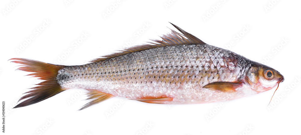 Thai fish definition isolated on white background Thai fish definition isolated on white background