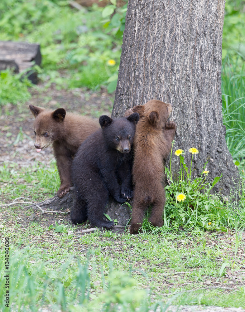 Baby Black bear cubs in Orr Minnesota Baby Black bear cubs in Orr Minnesota