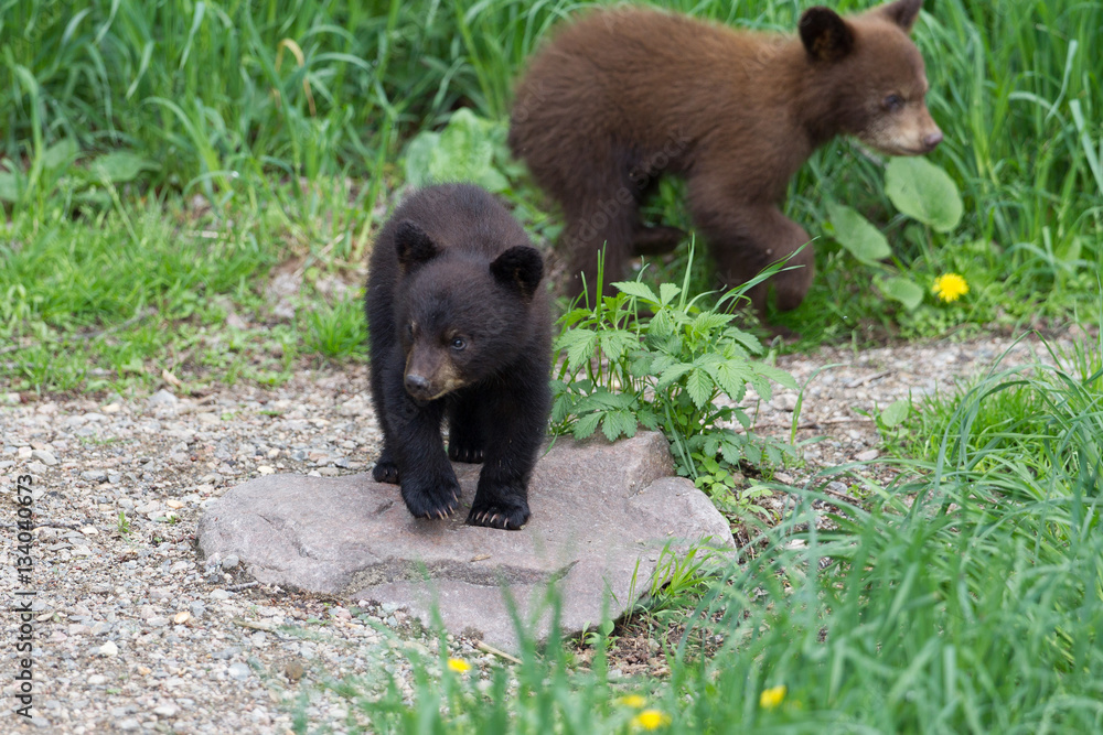 Baby Black bear cubs in Orr Minnesota Baby Black bear cubs in Orr Minnesota