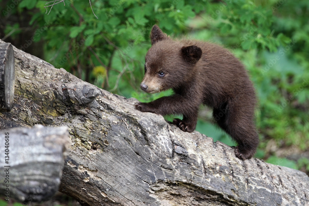 Fototapeta premium Baby Black bear cubs in Orr Minnesota