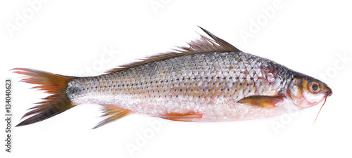 Thai fish definition isolated on white background