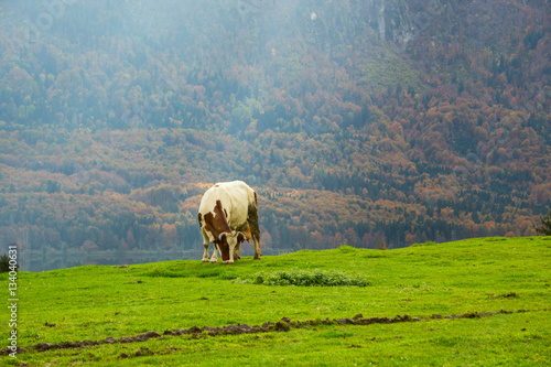 Cows grazing in alpine meadows