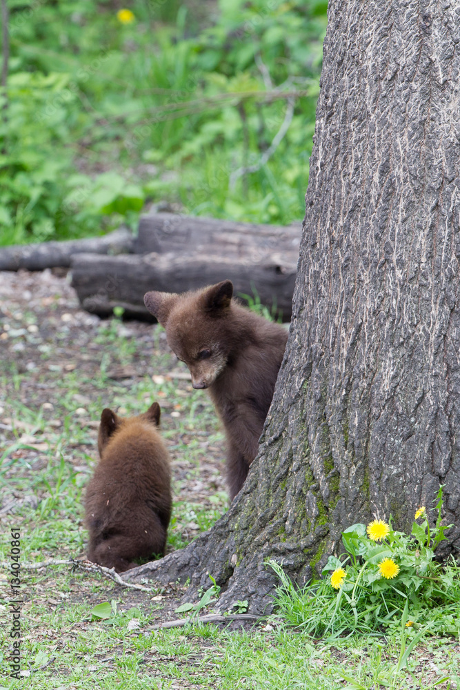 Obraz premium Baby Black bear cubs in Orr Minnesota