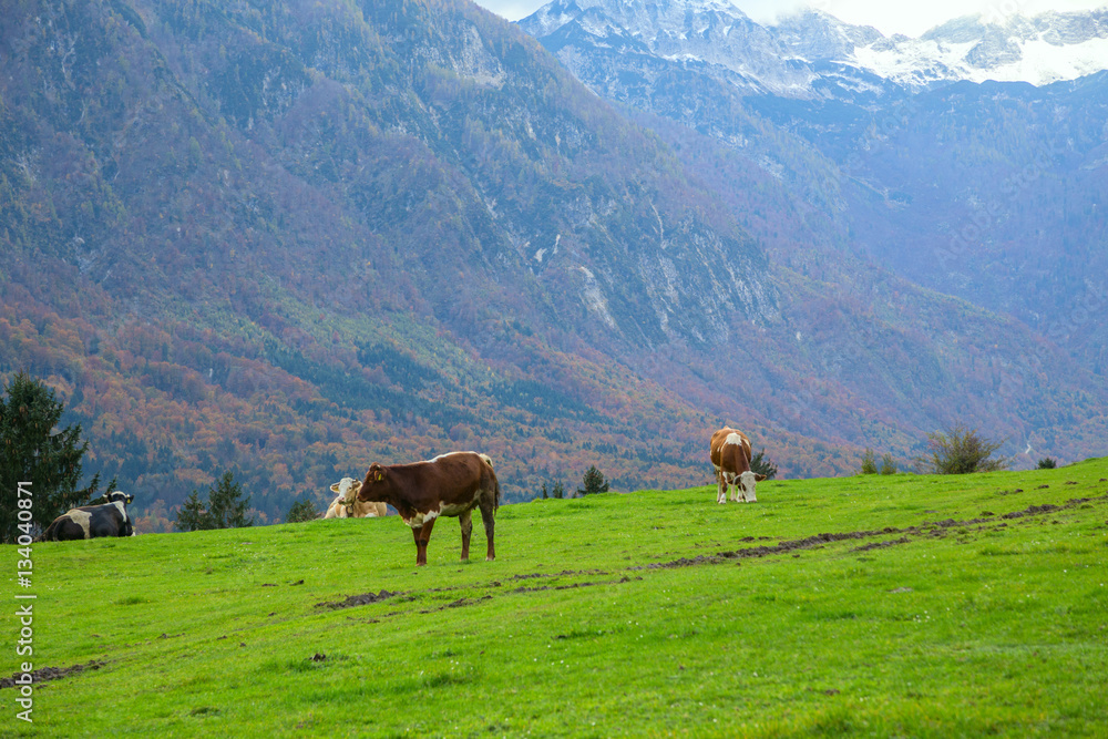 Cows grazing in alpine meadows Cows grazing in alpine meadows