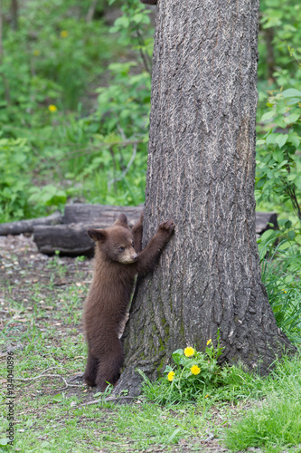 Baby Black bear cubs in Orr Minnesota © Dennis Donohue