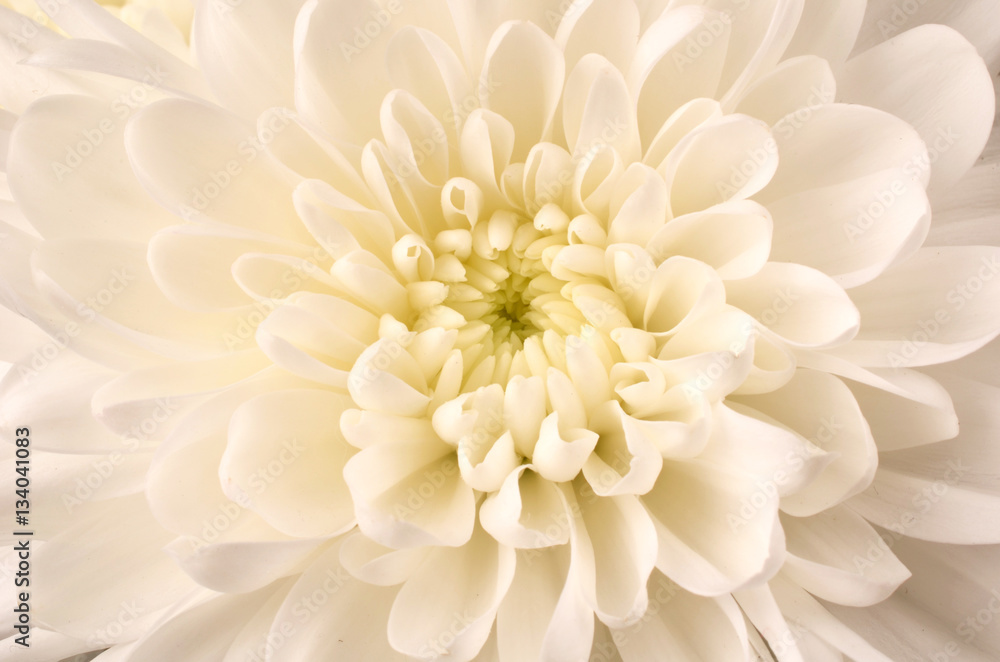 Fototapeta premium White Chrysanthemum