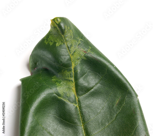 Stephanitis oberti signs of feeding on rhododendron leaf