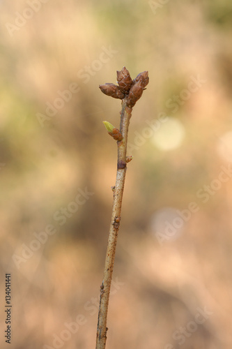 Dieback of shoots azalea