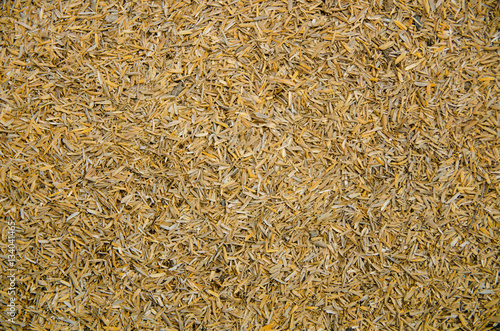 Pile of rice husk