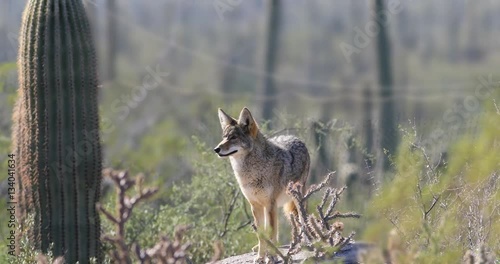 4K UltraHD A Watchful Coyote, anis latrans in the Sonoran Desert