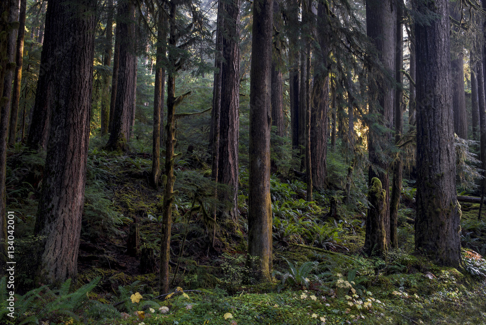 Fototapeta premium Old growth Douglas Fir forest, Upper Solduc, Olympic National Park, WA