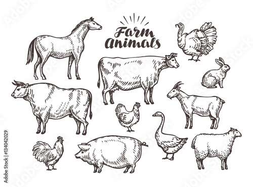 Farm, vector sketch. Collection animals such as horse, cow, bull, sheep, pig, rooster, chicken, hen, goose, rabbit, turkey, goat
