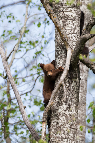 Baby Black bear cubs in Orr Minnesota