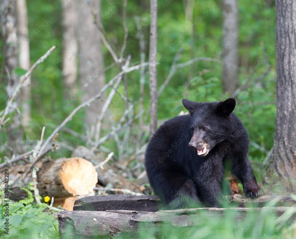 Juvenile Black bear in Orr Minnesota Juvenile Black bear in Orr Minnesota