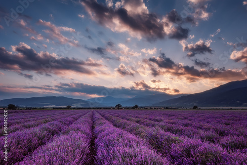 Lavender fields. Beautiful image of lavender field. Summer sunset landscape  contrasting colors. Dark clouds  dramatic sunset.