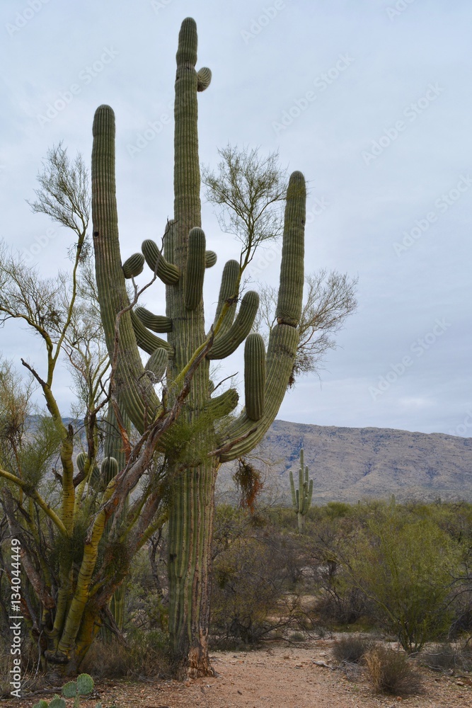 Saguaro Cactus