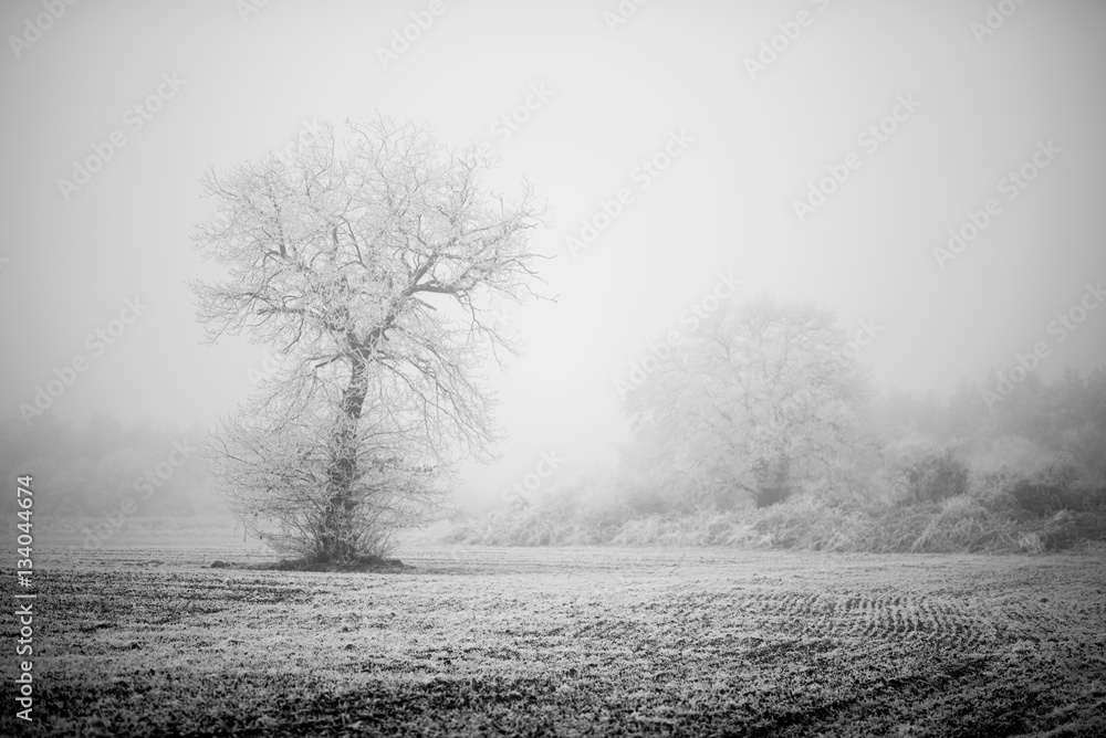 Campagne givrée, givre, blanc, neige Campagne givrée, givre, blanc, neige
