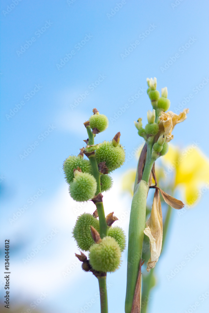 Canna indica Canna indica