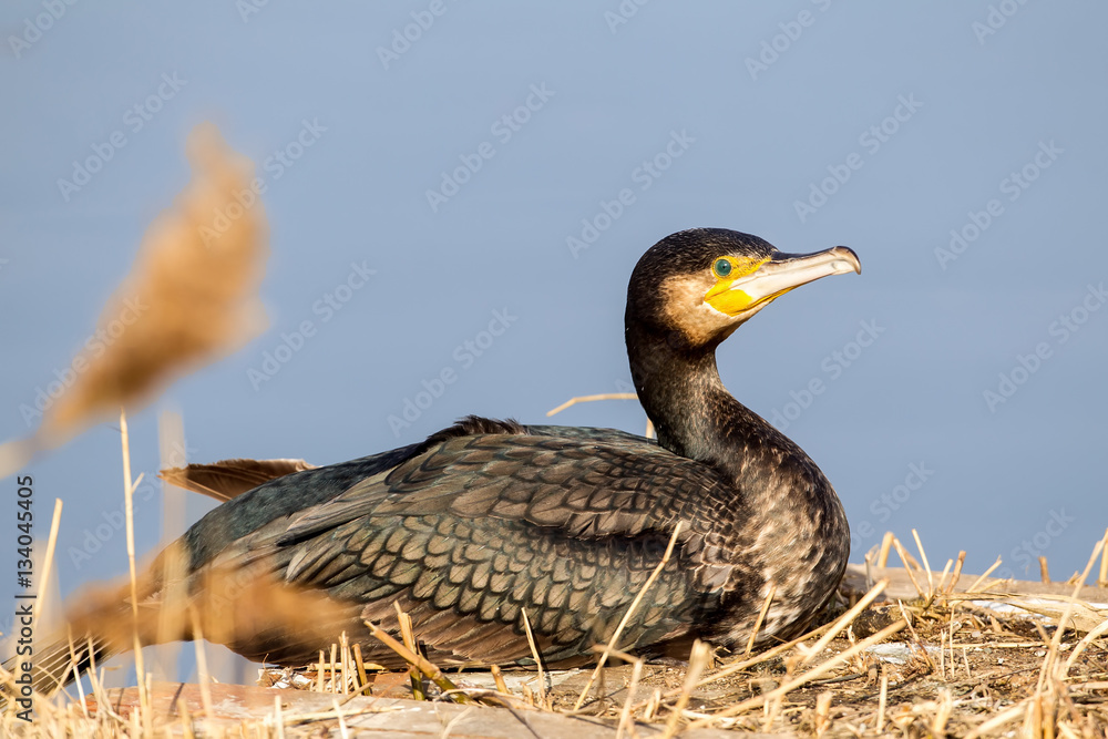 Fototapeta premium The cormorant (Phalacrocorax carbo), in the lagoon