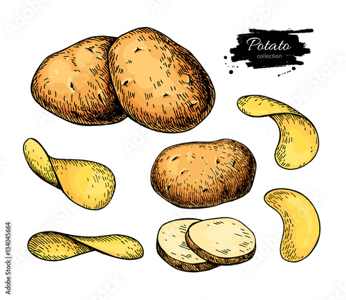 Potato drawing set. Vector Isolated potatoes heap, sliced