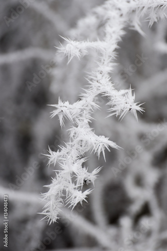 Campagne givrée, givre, blanc, neige