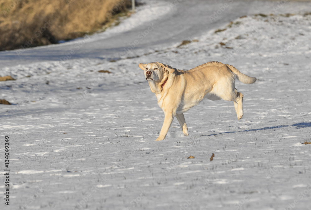 young labrador dog enjoys the snow covered field young labrador dog enjoys the snow covered field