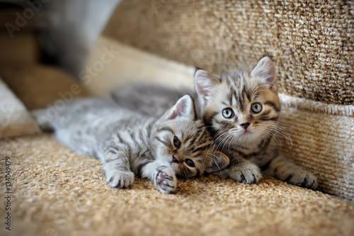 portrait of two little kittens at home on the couch photo