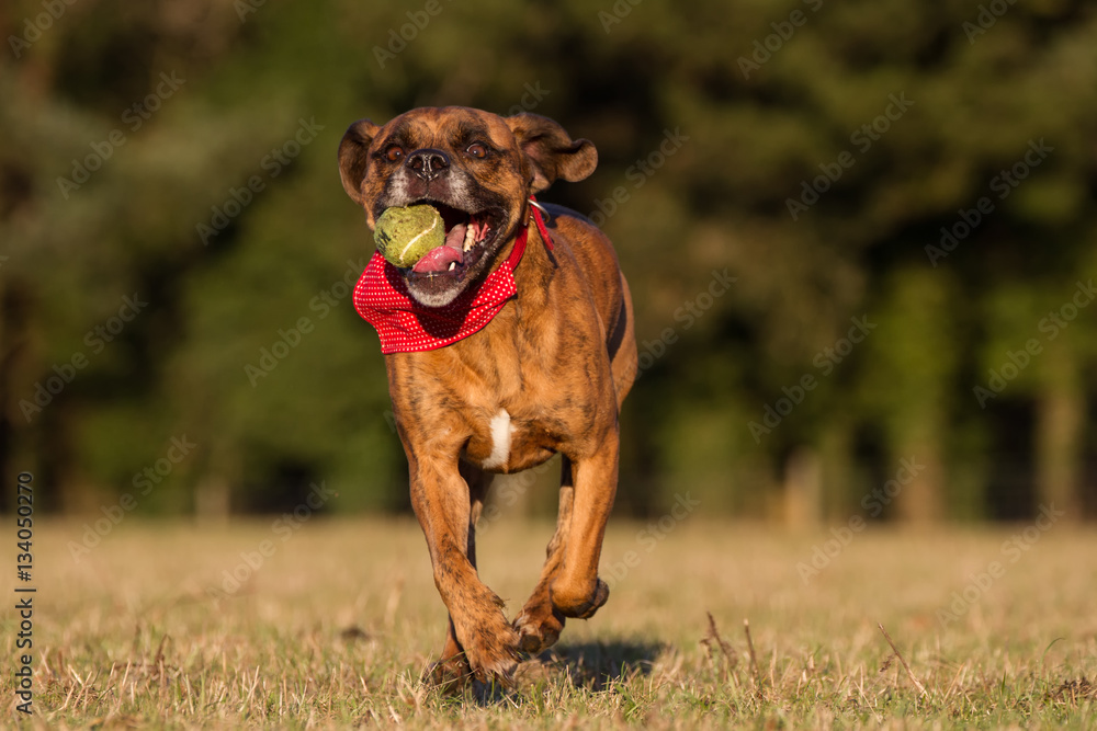 Happy Dog Running With Ball in an open space Happy Dog Running With Ball in an open space