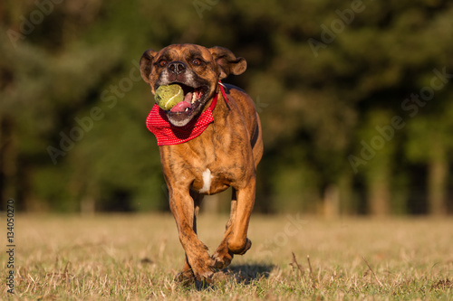 Happy Dog Running With Ball in an open space