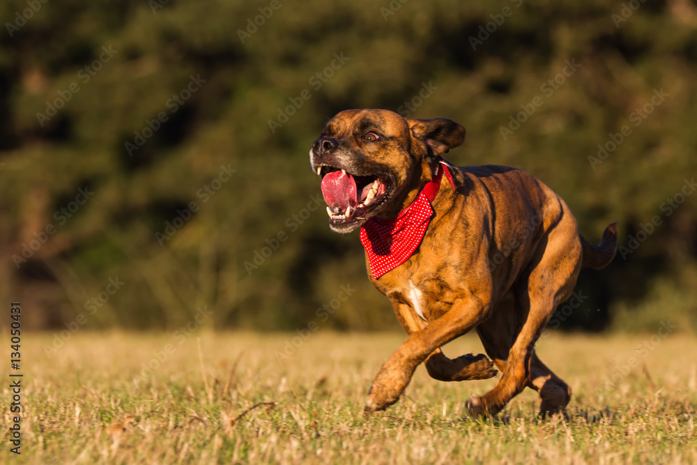 Happy Pet Dog Running With Bandana