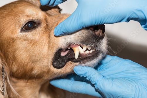 therapy dog teeth photo