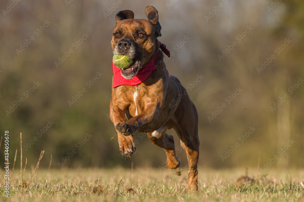 Happy Dog Running With Ball in an open space