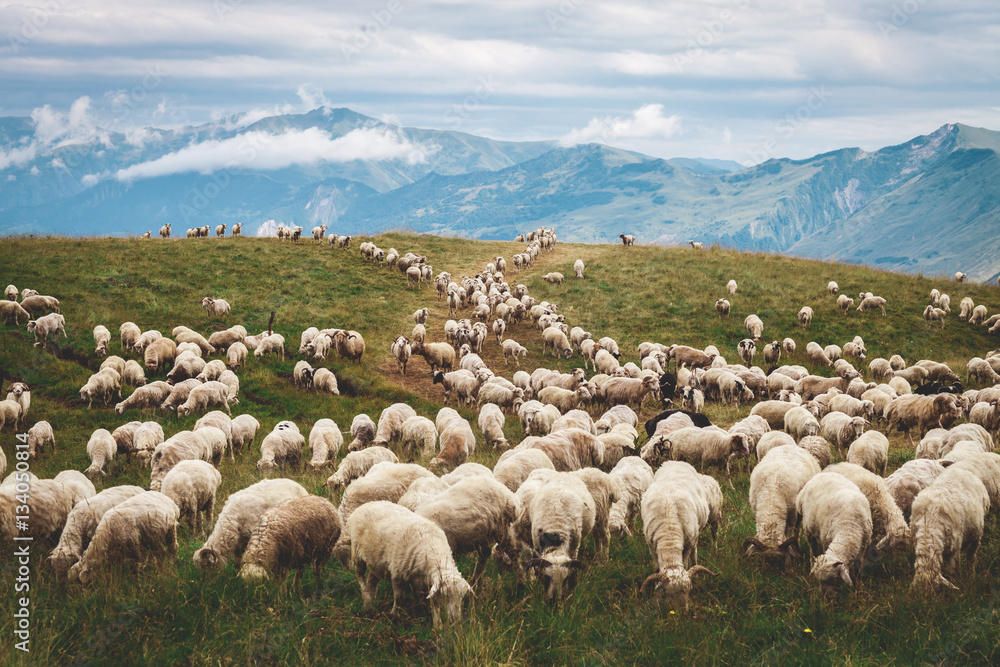 Obraz premium Sheep in the mountains