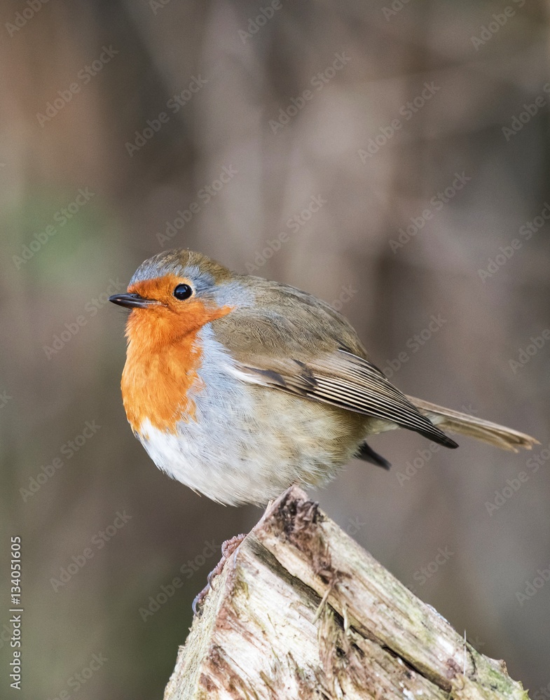 European Robin, Erithacus rubecula, Robin, Birds European Robin, Erithacus rubecula, Robin, Birds