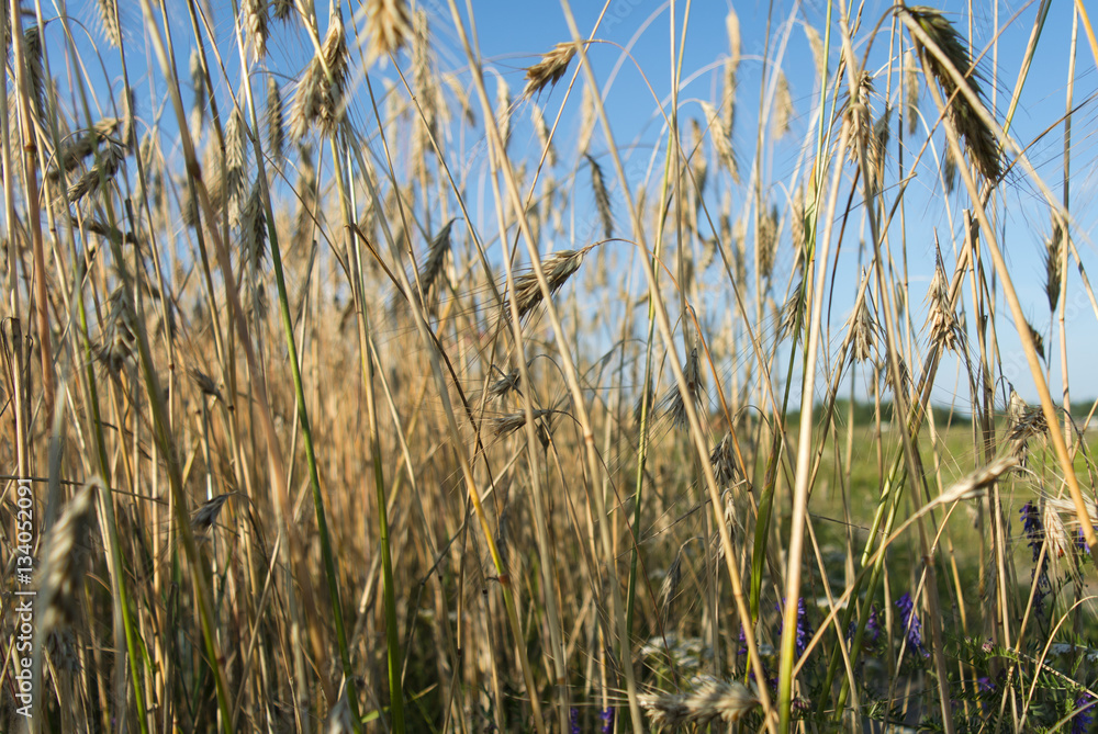 ripe ears of wheat in field, summer, July, agricultural enterprise, Minsk region, Belarus, ripe ears of wheat in field, summer, July, agricultural enterprise, Minsk region, Belarus,