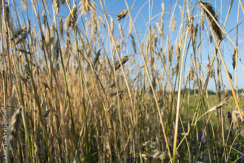 ripe ears of wheat in field  summer  July  agricultural enterprise  Minsk region  Belarus 