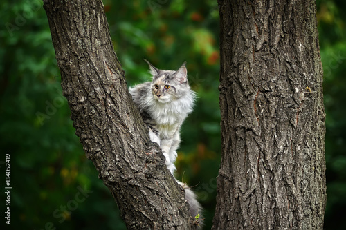 the cat has climbed highly on a tree. Portrait of a Maine Coon outdoors. Looks afar. the cat hunts.