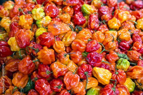 Many red yellow orange habanero peppers photo