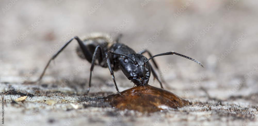big forest ant eats strawberry jam big forest ant eats strawberry jam