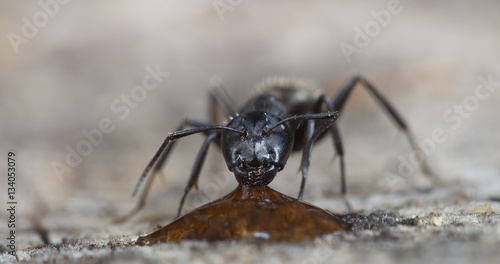 big forest ant eats strawberry jam © vadim_fl