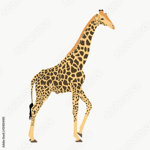 Giraffe standing  lifting one leg - illustration - isolated on white background