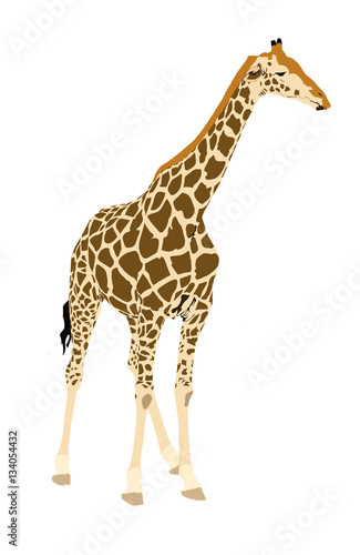 Giraffe  standing - illustration - isolated on white background