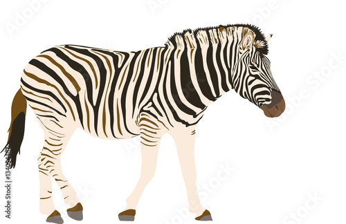 Zebra - illustration - isolated on white background