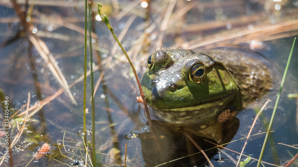 Springtime, big green bullfrog partially submerged in a pond waiting patiently for prey, warms n the sun. Springtime, big green bullfrog partially submerged in a pond waiting patiently for prey, warms n the sun.