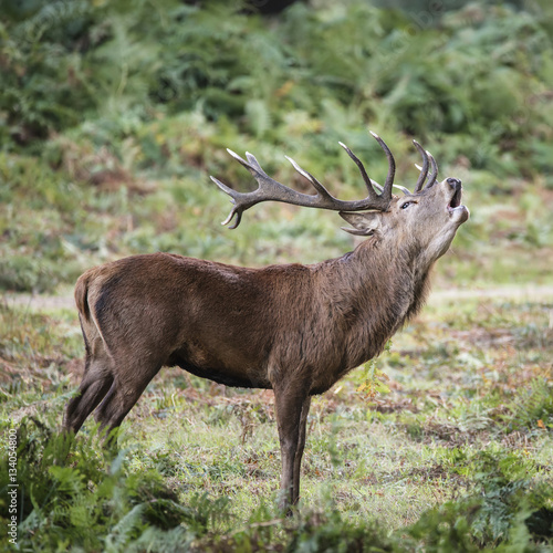 Majestic powerful red deer stag Cervus Elaphus in forest landsca